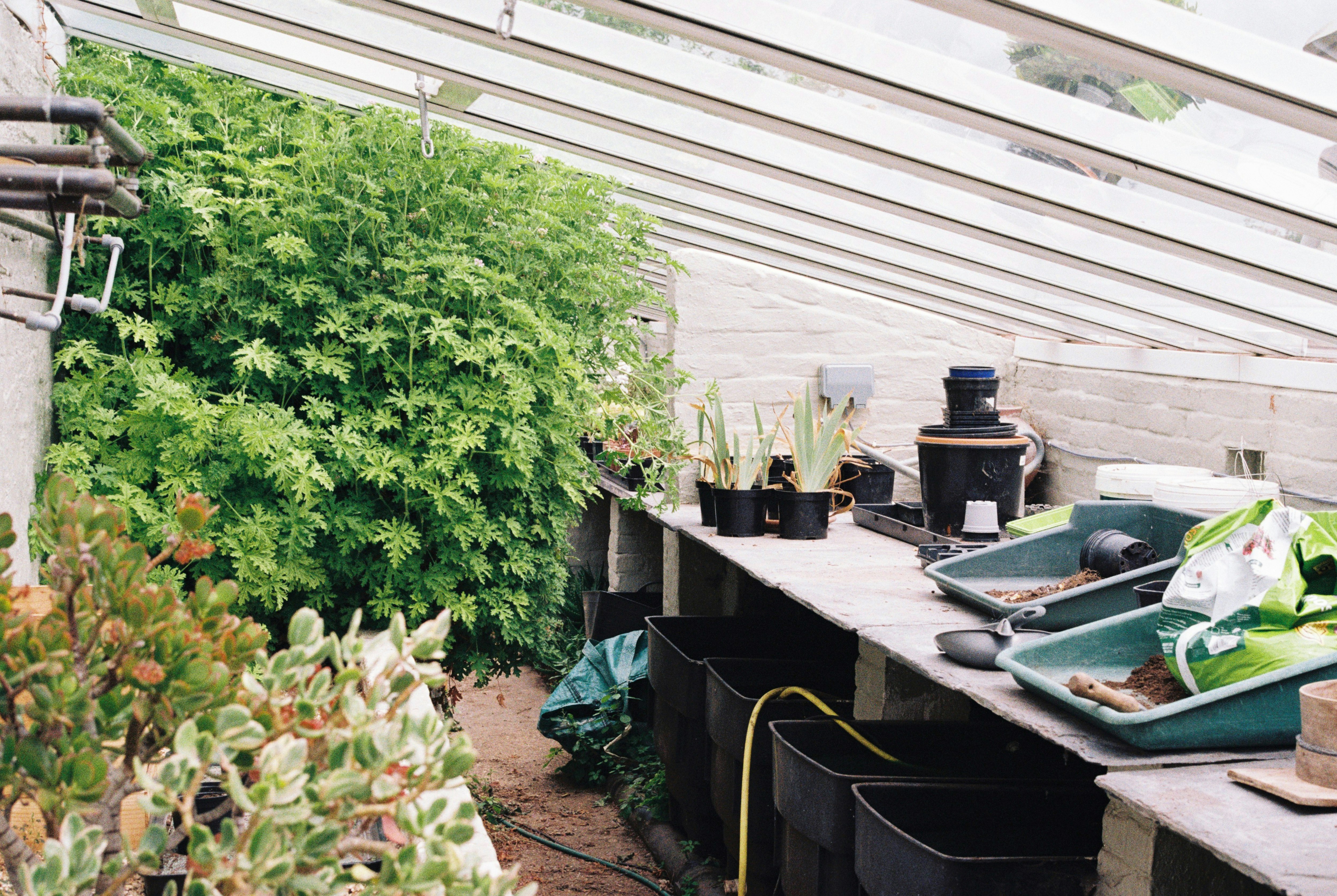 green plants on black plastic pots